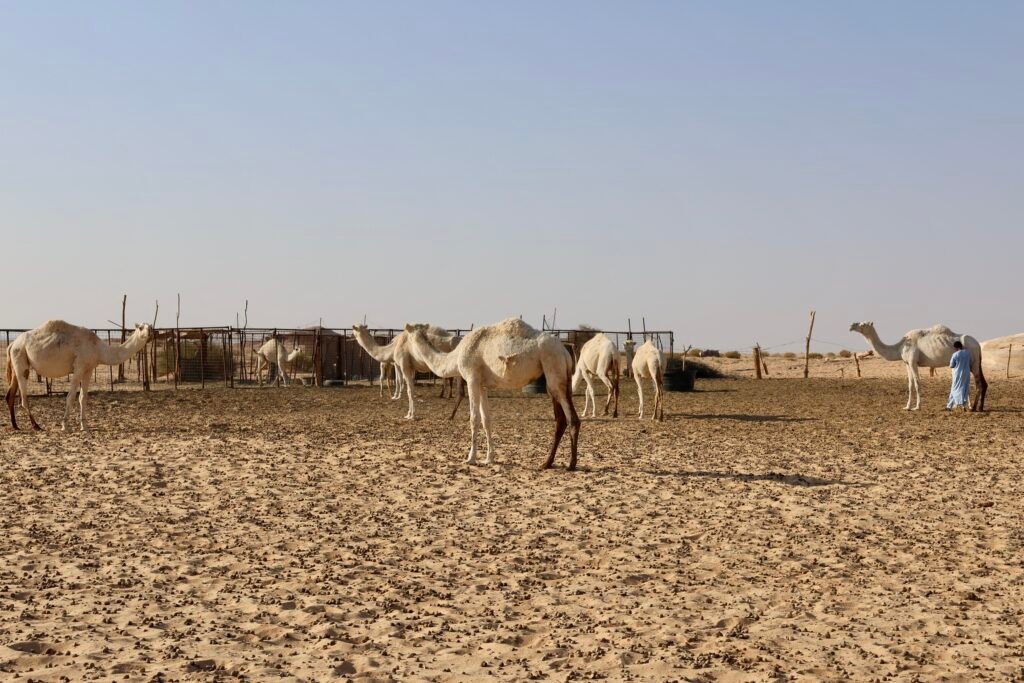 saoedi arabië 2025 11 10 (248)